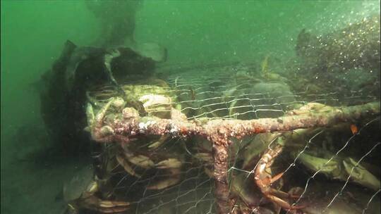 阿拉斯加海岸废弃笼子里的螃蟹