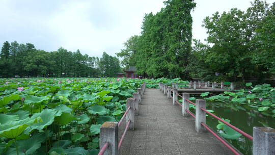 武汉东湖磨山景区盆景园荷花