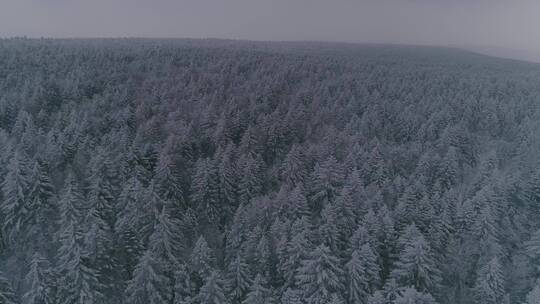 唯美冬季长白山老里克湖原始森林航拍