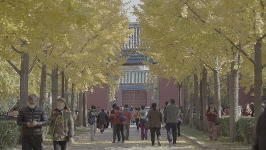 北京秋天 古建筑秋天 地坛银杏