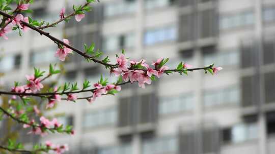 春天桃花盛开实拍