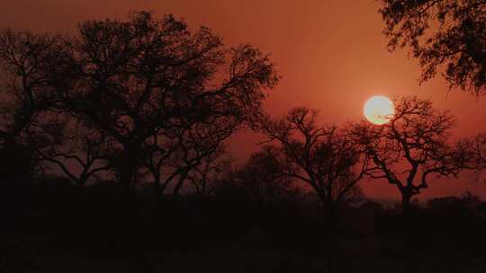 日出，南非，树木，草原