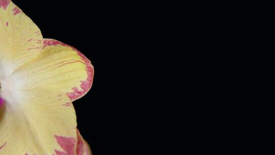 3715_黑色背景下的黄色兰花