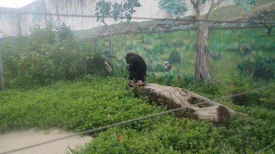 动物园里的猩猩