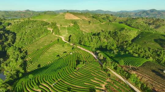 航拍茶山茶园