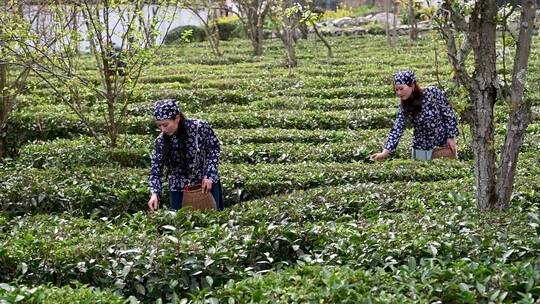 4K梨园有机绿茶开采