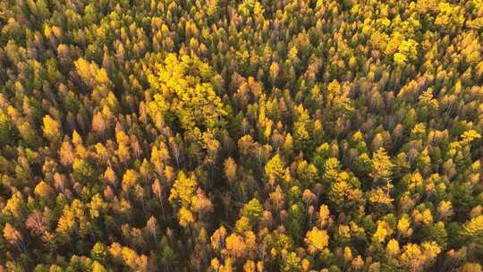 大兴安岭森林秋季风景航拍