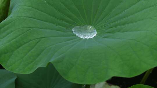 下雨天池塘里的荷花，雨中荷花荷叶