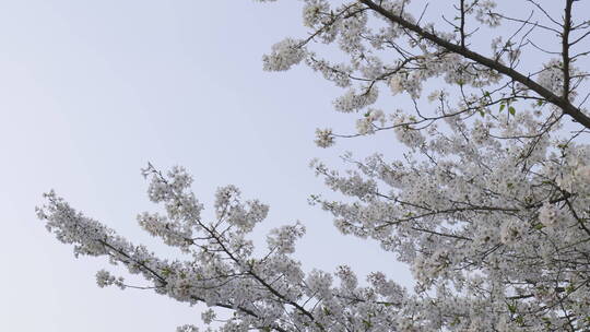 樱花花开春天