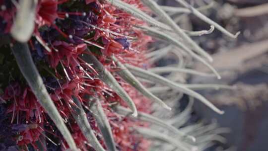 Echium Wildpretii，花，