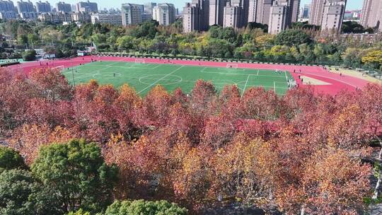 上海秋天 复旦大学 体育场 学校梧桐