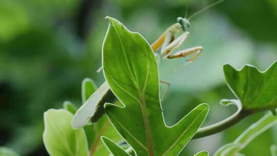 绿色植物上的螳螂特写夏季夏日户外场景