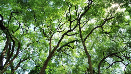 夏天阳光香樟树大树荫树林