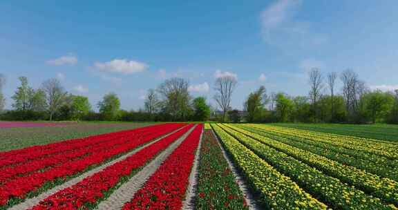荷兰郁金香，花，五颜六色，田野
