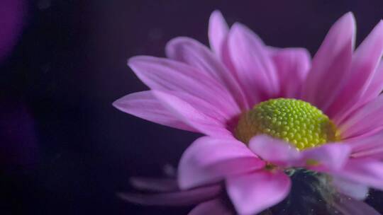 微距鲜花厨具非洲菊花蕊花粉