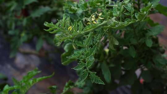 西红柿种植 番茄 西红柿 大棚种植