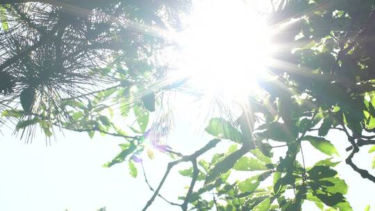 林间小景 日出 太阳 树木 花草 昆虫