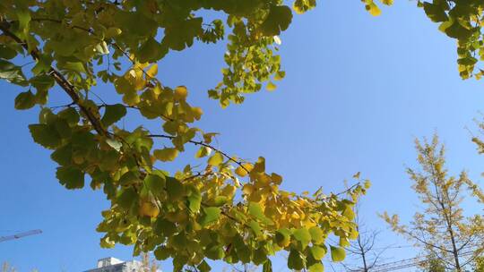 秋天里金黄唯美的阳光金黄色银杏树树叶