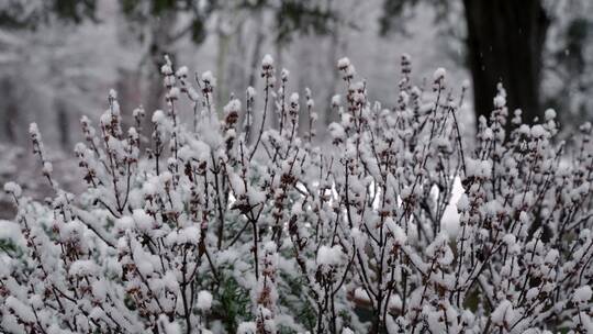 树枝上冰冻的雪花