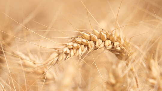 小麦 收获