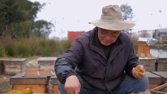 养蜂人在养蜂场工作喂养蜜蜂花粉