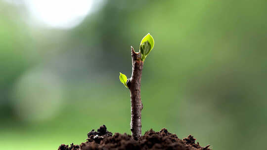 植物绿叶嫩芽生长延时摄影