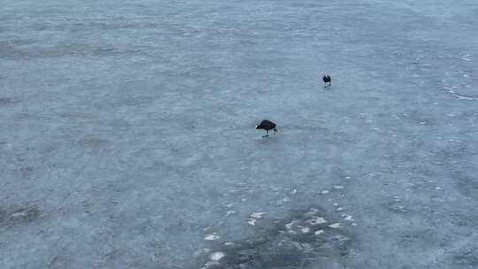 行走在冰面上的白骨顶鸡