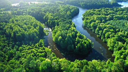 航拍蜿蜒的河流和森林