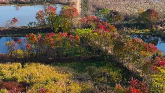 杭州余杭区北湖草荡湿地秋天风光航拍