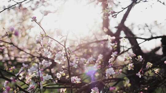 小清新桃花梨花视频素材