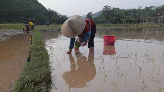 农民在水田中弯腰插秧的劳作画面