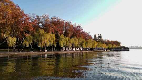西湖冬天的柳树