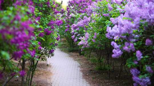 园林丁香花