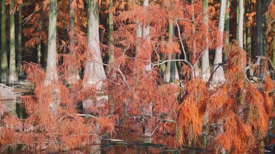 秋天漂浮在湖面上的红杉树