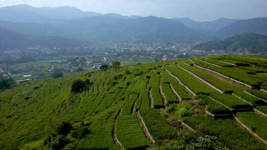 茶山茶叶铁观音泡茶福建泉州安溪梯田茶田03