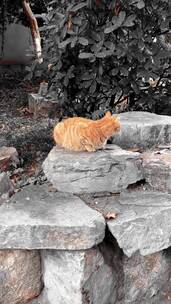 石头上的猫2