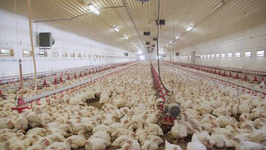 大型养鸡场家禽生产视频素材模板下载