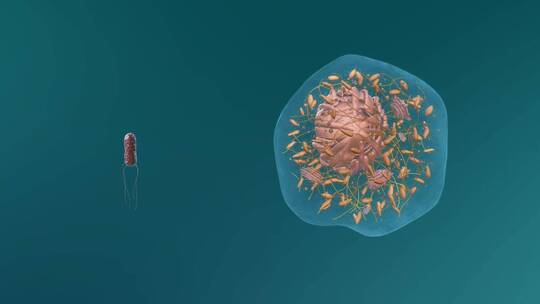 医学微观生物病毒细胞形态医疗三维动画展示