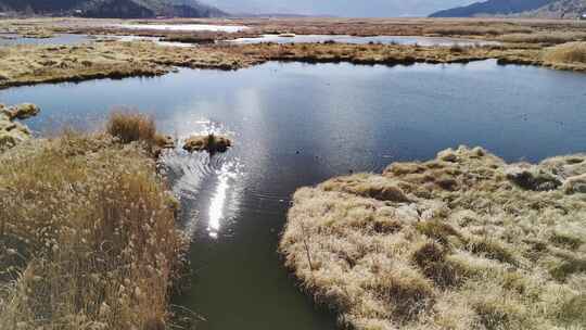 湖泊阳光倒影沼泽地湿地