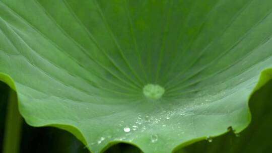 实拍雨中莲蓬荷叶视频