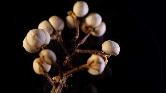 小白豆装饰种子植物标本