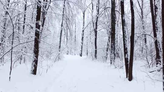 冬季野外树林厚厚积雪