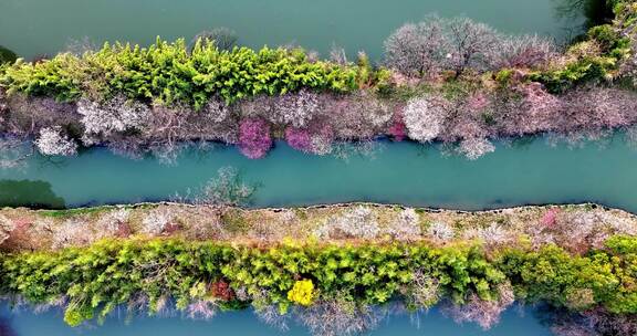 杭州西溪湿地梅花江南水乡小船惬意春游