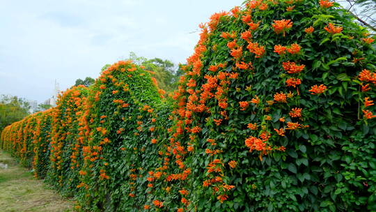 炮仗花藤蔓 爬墙植物爬满围墙