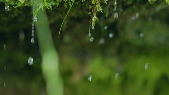 意境小景下雨微距特写