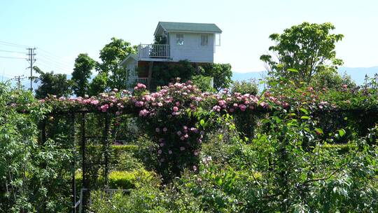 月季花玫瑰花花园公园植物园