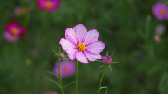 格桑花花朵花瓣花开特写