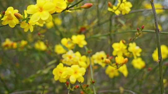 早春迎春花清明花小黄花花簇花瓣花蕊花朵