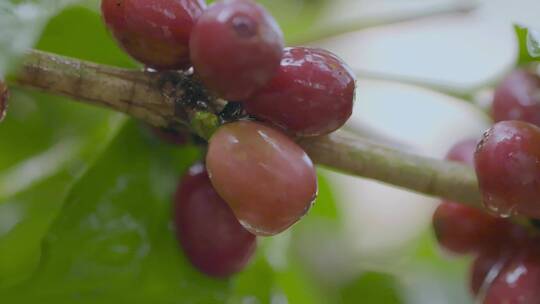 咖啡种植视频野外咖啡果实水滴慢镜头