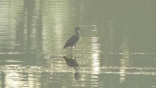 水鸟于水面上独立的场景